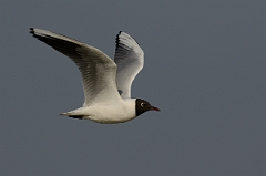 David Plant Photography - Wildlife Photography - Black-headed gull - N