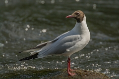 David Plant Photography - Wildlife Photography - Black-headed gull - O