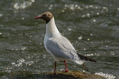 David Plant Photography - Wildlife Photography - Black-headed gull - P