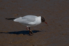David Plant Photography - Wildlife Photography - Black-headed gull - Q