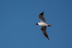 David Plant Photography - Wildlife Photography - Black-headed gull - R