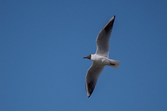 David Plant Photography - Wildlife Photography - Black-headed gull - S