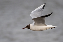 David Plant Photography - Wildlife Photography - Black-headed gull - T
