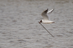 David Plant Photography - Wildlife Photography - Black-headed gull - V