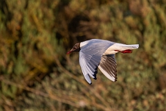 David Plant Photography - Wildlife Photography - Black-headed gull - W