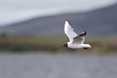 David Plant Photography - Wildlife Photography - Black-headed gull - X