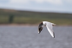 David Plant Photography - Wildlife Photography - Black-headed gull - Y