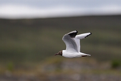 David Plant Photography - Wildlife Photography - Black-headed gull - Z