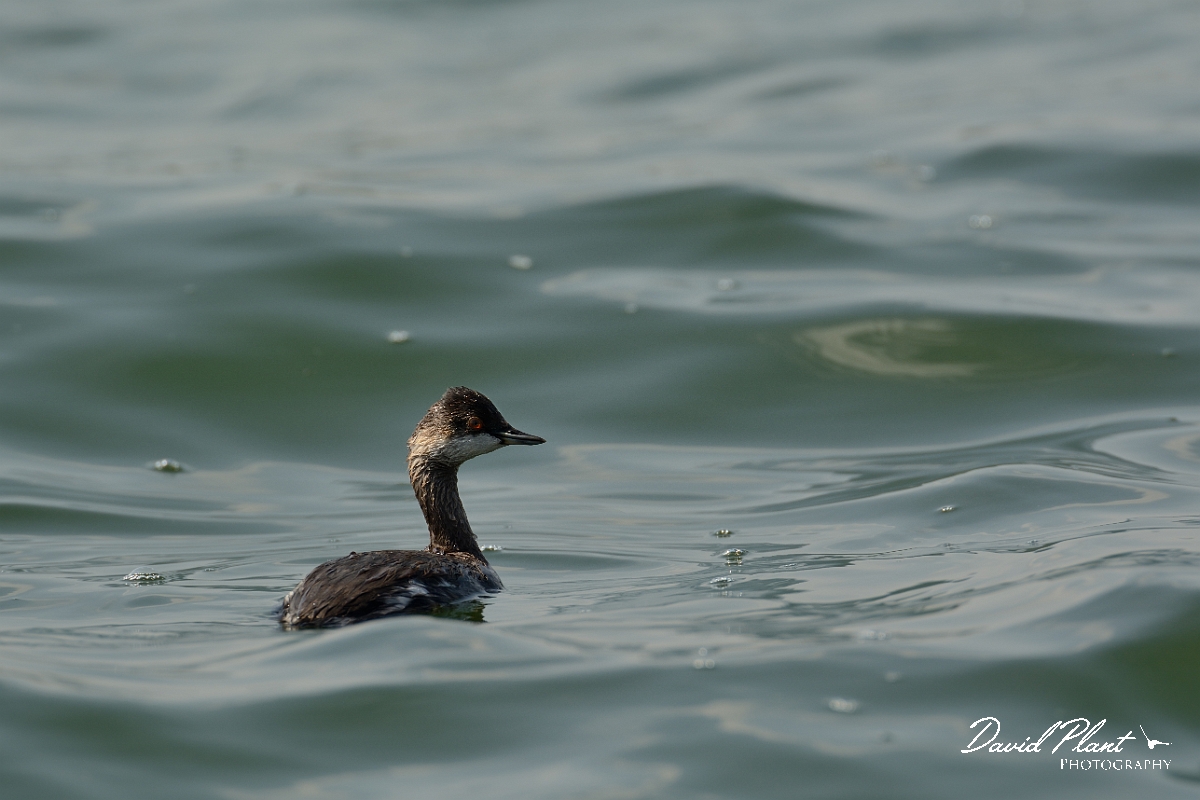 David Plant Photography - Wildlife Photography - Black-necked grebe - A.jpg - Black-necked grebe, Podiceps nigricollis - Oxfordshire