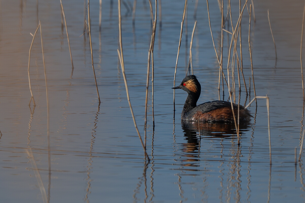 David Plant Photography - Wildlife Photography - Black-necked grebe - AA.jpg - Black-necked grebe, Podiceps nigricollis, summer plumage - West Yorkshire