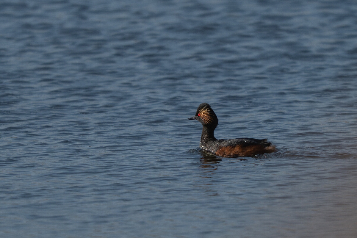 David Plant Photography - Wildlife Photography - Black-necked grebe - AB.jpg - Black-necked grebe, Podiceps nigricollis, summer plumage - West Yorkshire