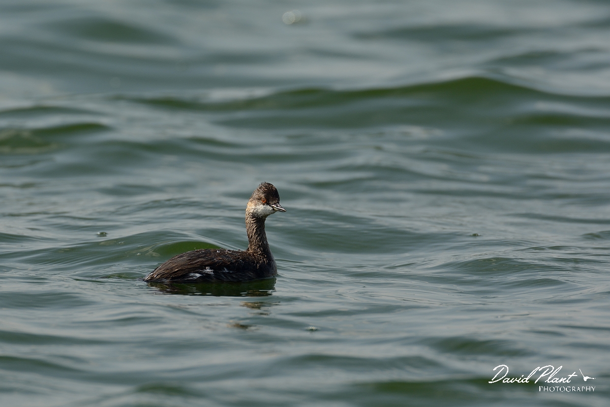 David Plant Photography - Wildlife Photography - Black-necked grebe - B.jpg - Black-necked grebe, Podiceps nigricollis - Oxfordshire