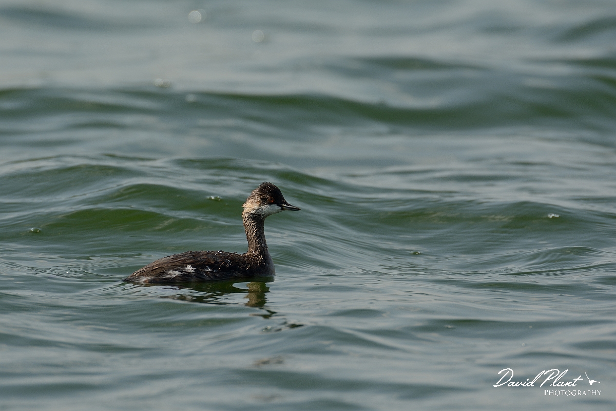 David Plant Photography - Wildlife Photography - Black-necked grebe - C.jpg - Black-necked grebe, Podiceps nigricollis - Oxfordshire