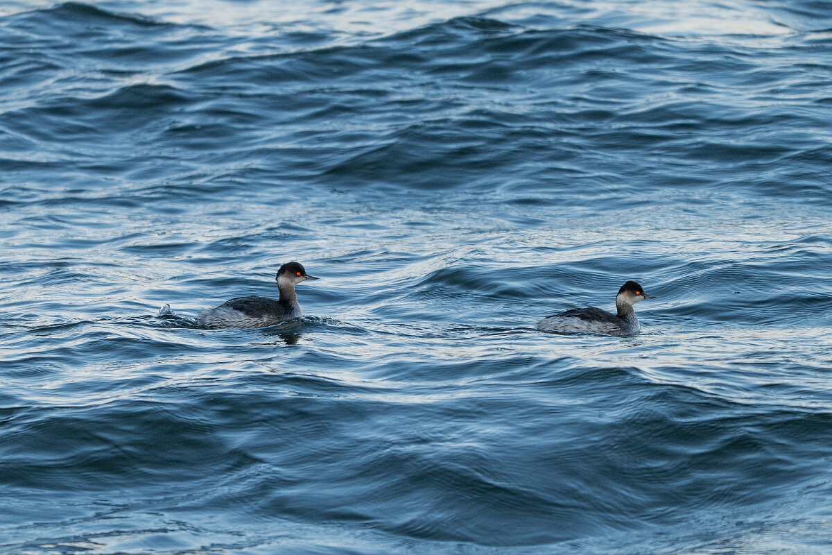 David Plant Photography - Wildlife Photography - Black-necked grebe - D.jpg - Black-necked grebe, Podiceps nigricollis, duo - Essex