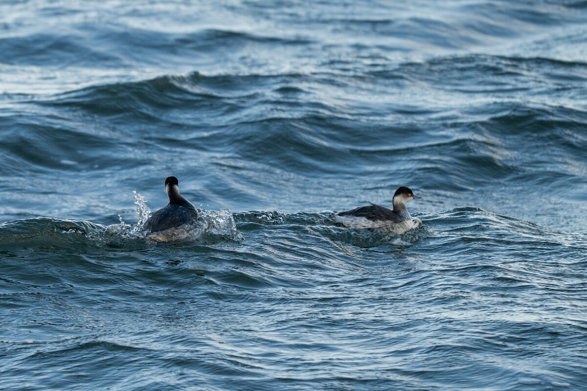 David Plant Photography - Wildlife Photography - Black-necked grebe - F.jpg - Black-necked grebe, Podiceps nigricollis, duo - Essex