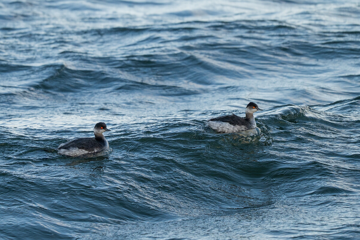 David Plant Photography - Wildlife Photography - Black-necked grebe - G.jpg - Black-necked grebe, Podiceps nigricollis, duo - Essex