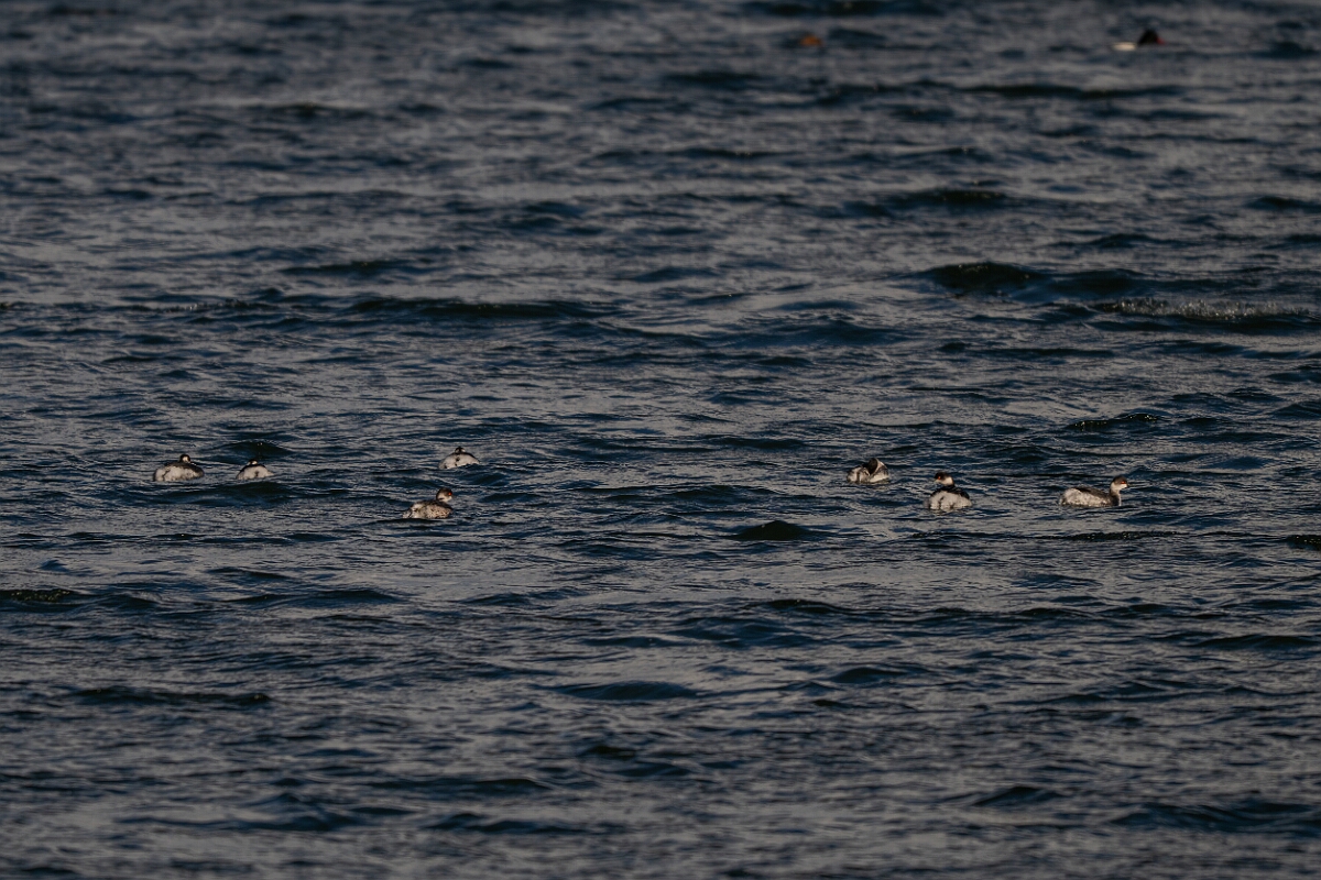 David Plant Photography - Wildlife Photography - Black-necked grebe - I.jpg - Black-necked grebe, Podiceps nigricollis, group - Essex