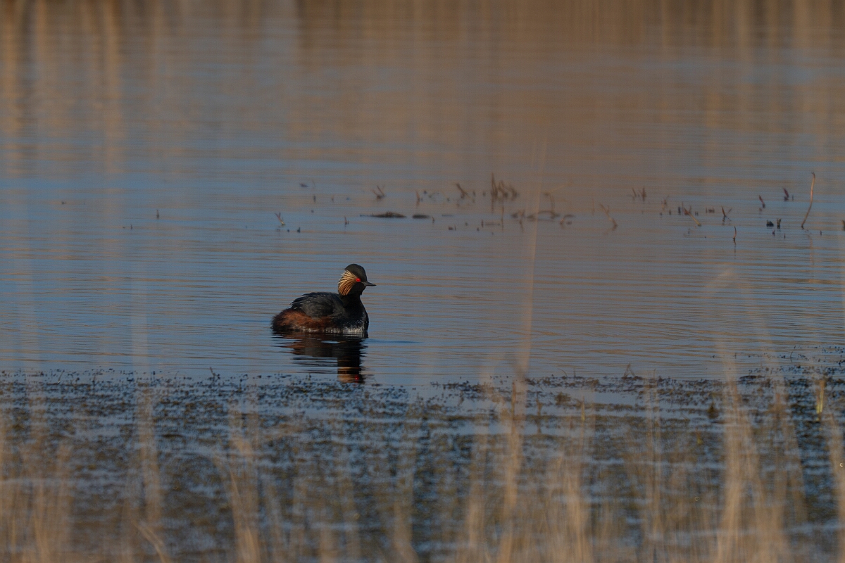 David Plant Photography - Wildlife Photography - Black-necked grebe - L.jpg - Black-necked grebe, Podiceps nigricollis, summer plumage - West Yorkshire