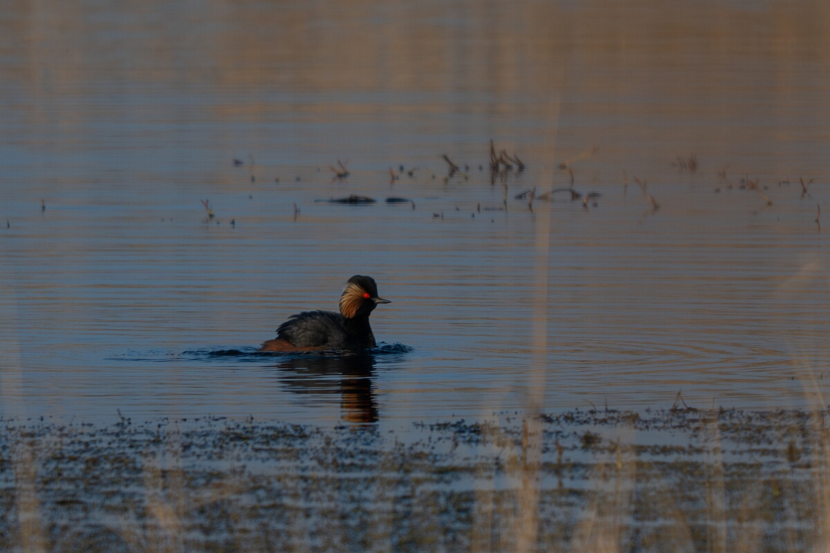 David Plant Photography - Wildlife Photography - Black-necked grebe - M.jpg - Black-necked grebe, Podiceps nigricollis, summer plumage - West Yorkshire
