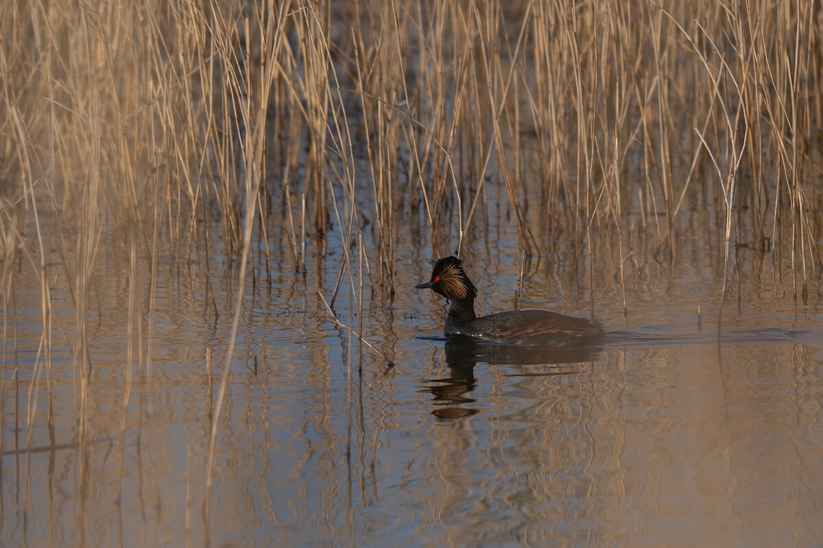David Plant Photography - Wildlife Photography - Black-necked grebe - N.jpg - Black-necked grebe, Podiceps nigricollis, summer plumage - West Yorkshire