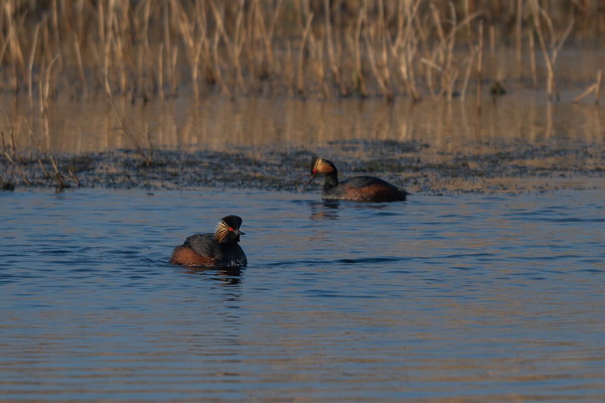 David Plant Photography - Wildlife Photography - Black-necked grebe - O.jpg - Black-necked grebe, Podiceps nigricollis, summer plumage - West Yorkshire