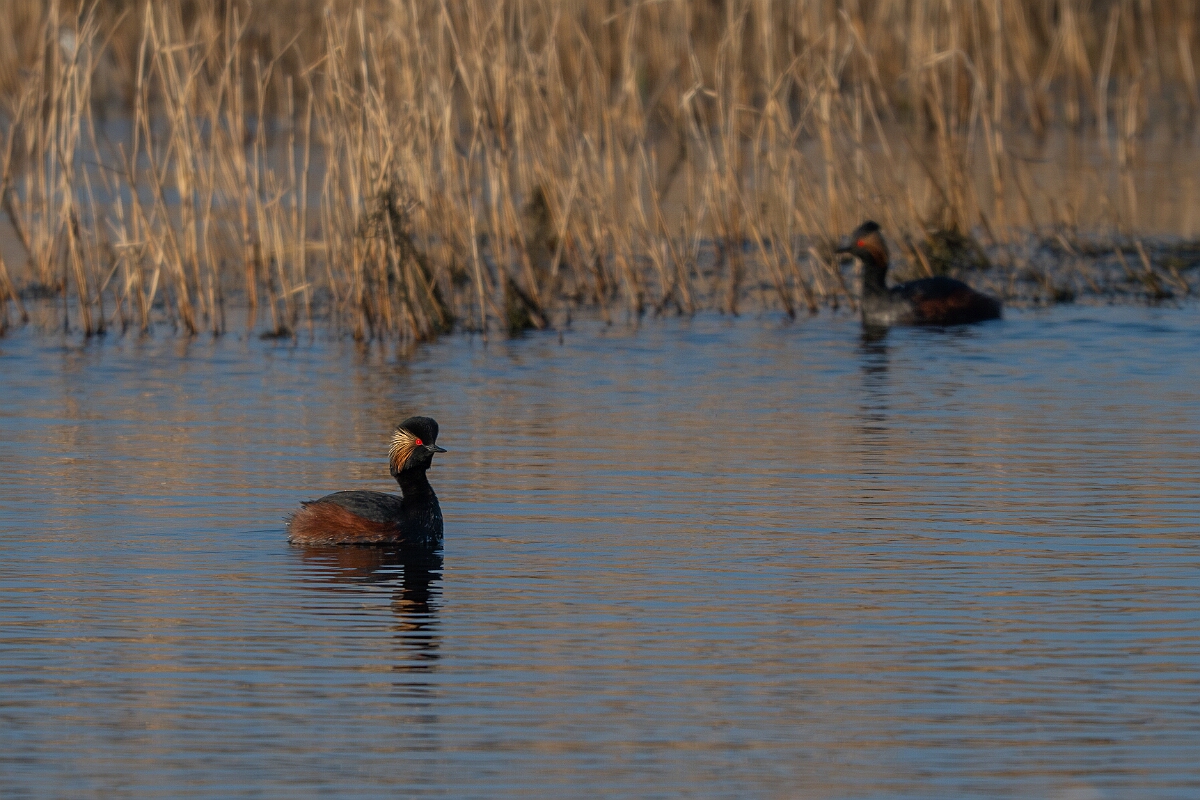 David Plant Photography - Wildlife Photography - Black-necked grebe - P.jpg - Black-necked grebe, Podiceps nigricollis, summer plumage - West Yorkshire