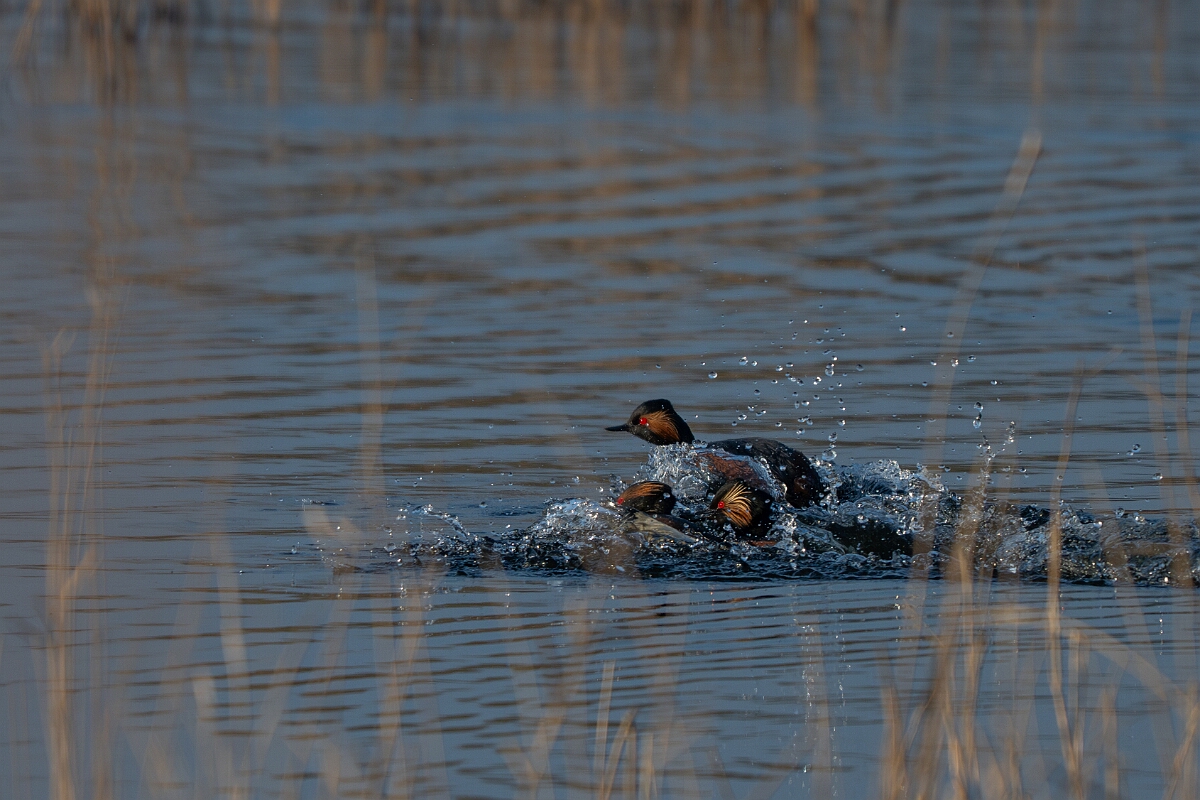 David Plant Photography - Wildlife Photography - Black-necked grebe - Q.jpg - Black-necked grebe, Podiceps nigricollis, summer plumage - West Yorkshire