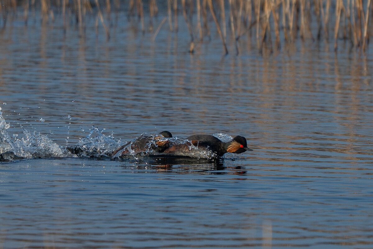 David Plant Photography - Wildlife Photography - Black-necked grebe - R.jpg - Black-necked grebe, Podiceps nigricollis, summer plumage - West Yorkshire