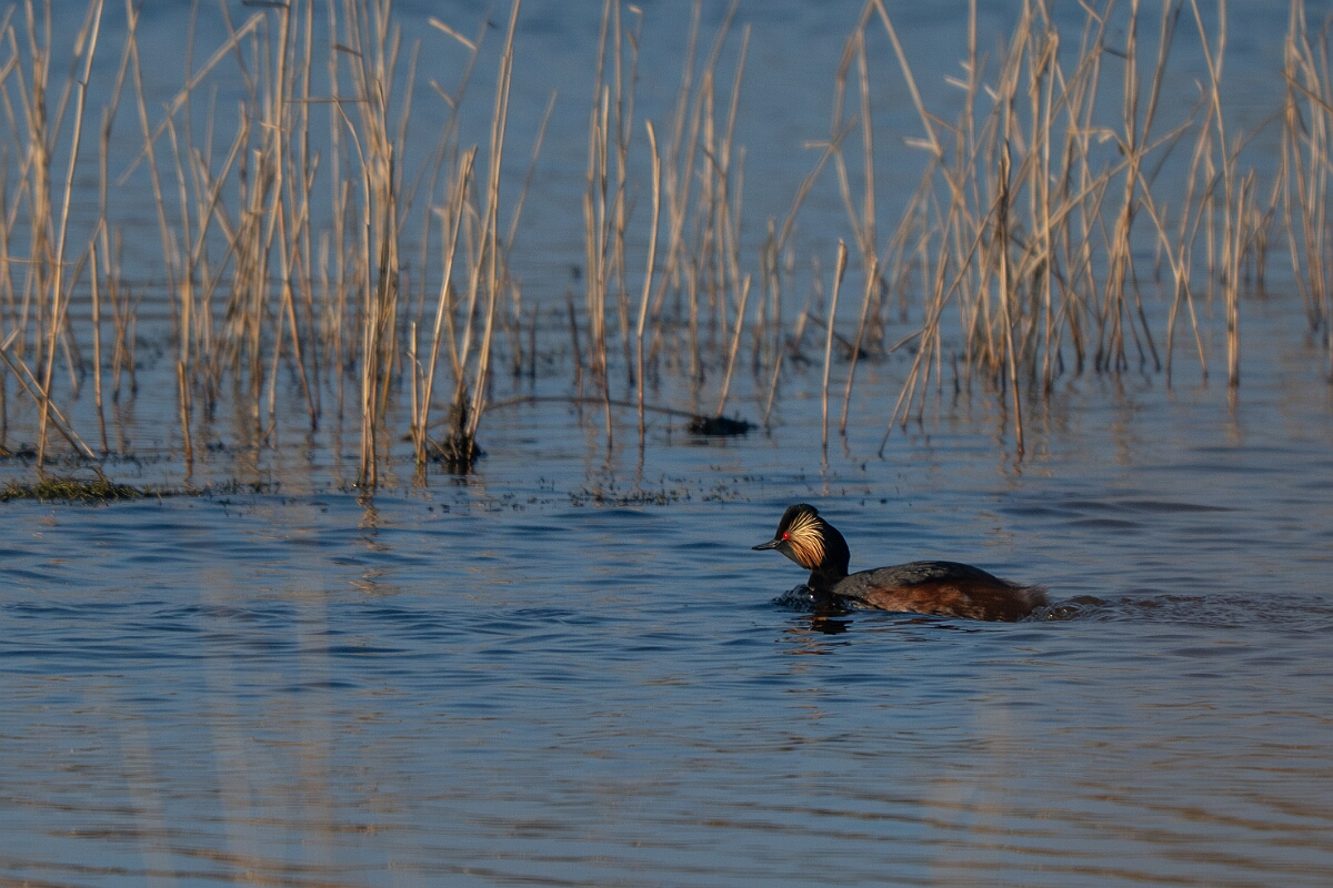 David Plant Photography - Wildlife Photography - Black-necked grebe - S.jpg - Black-necked grebe, Podiceps nigricollis, summer plumage - West Yorkshire