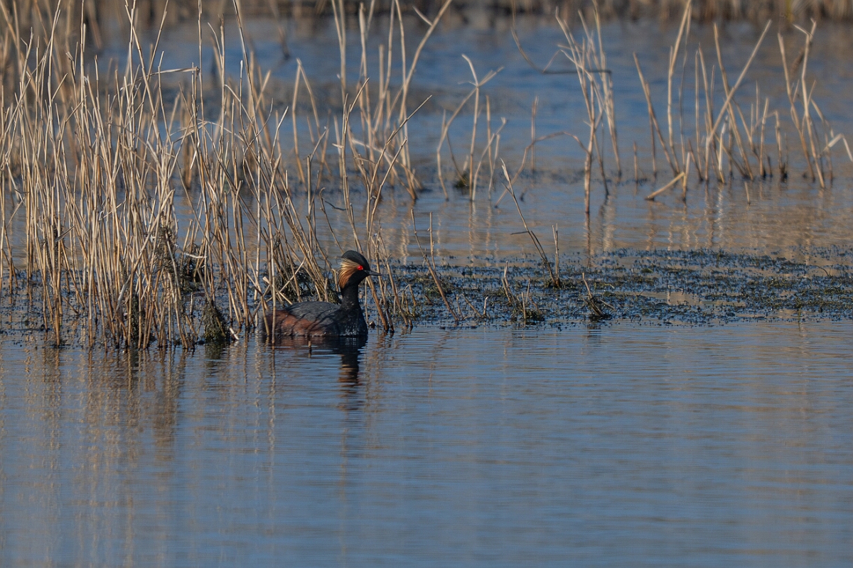 David Plant Photography - Wildlife Photography - Black-necked grebe - U.jpg - Black-necked grebe, Podiceps nigricollis, summer plumage - West Yorkshire