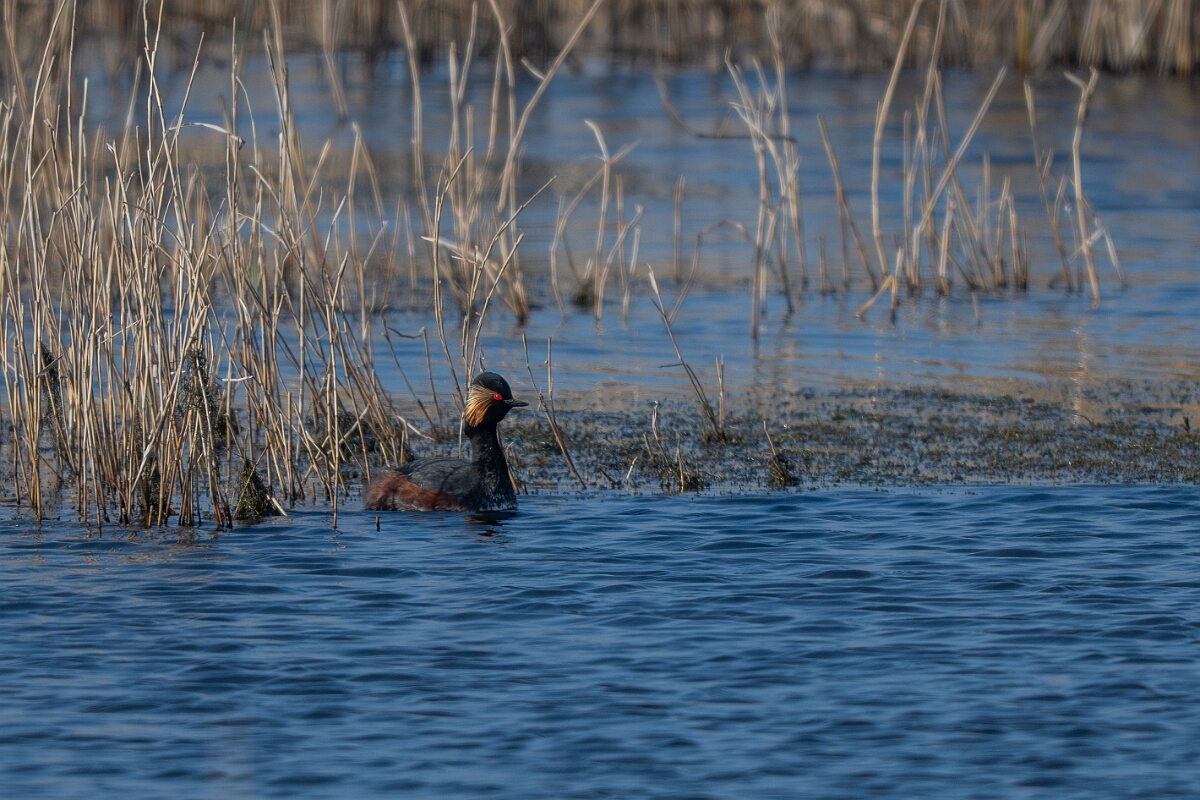 David Plant Photography - Wildlife Photography - Black-necked grebe - V.jpg - Black-necked grebe, Podiceps nigricollis, summer plumage - West Yorkshire