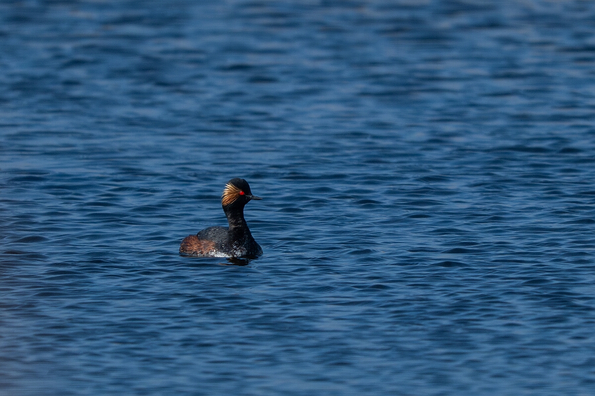 David Plant Photography - Wildlife Photography - Black-necked grebe - W.jpg - Black-necked grebe, Podiceps nigricollis, summer plumage - West Yorkshire