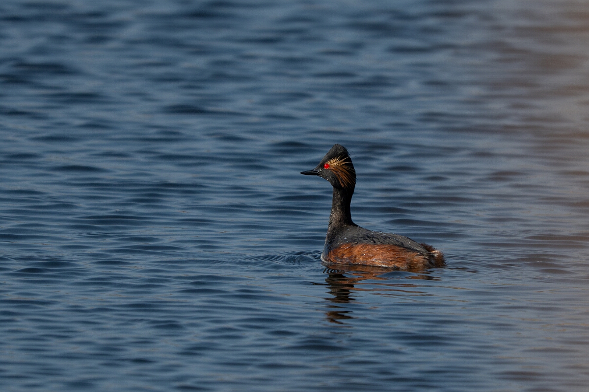 David Plant Photography - Wildlife Photography - Black-necked grebe - X.jpg - Black-necked grebe, Podiceps nigricollis, summer plumage - West Yorkshire