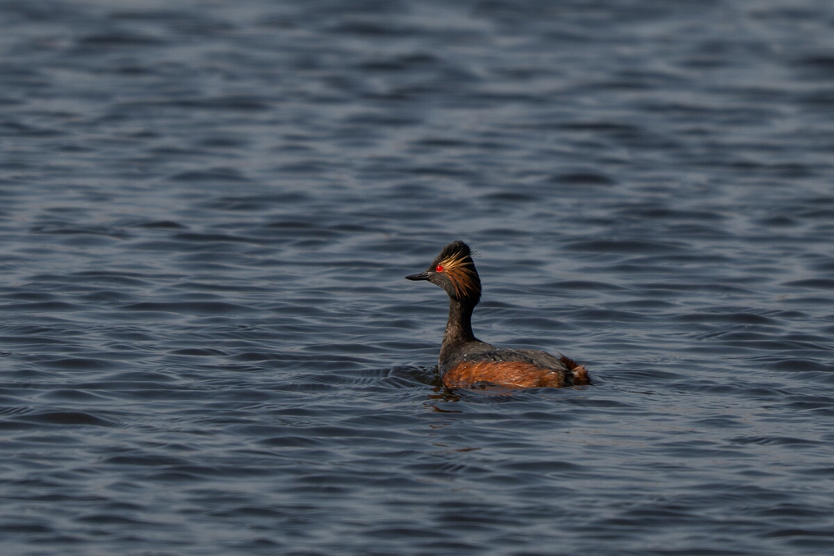 David Plant Photography - Wildlife Photography - Black-necked grebe - Y.jpg - Black-necked grebe, Podiceps nigricollis, summer plumage - West Yorkshire