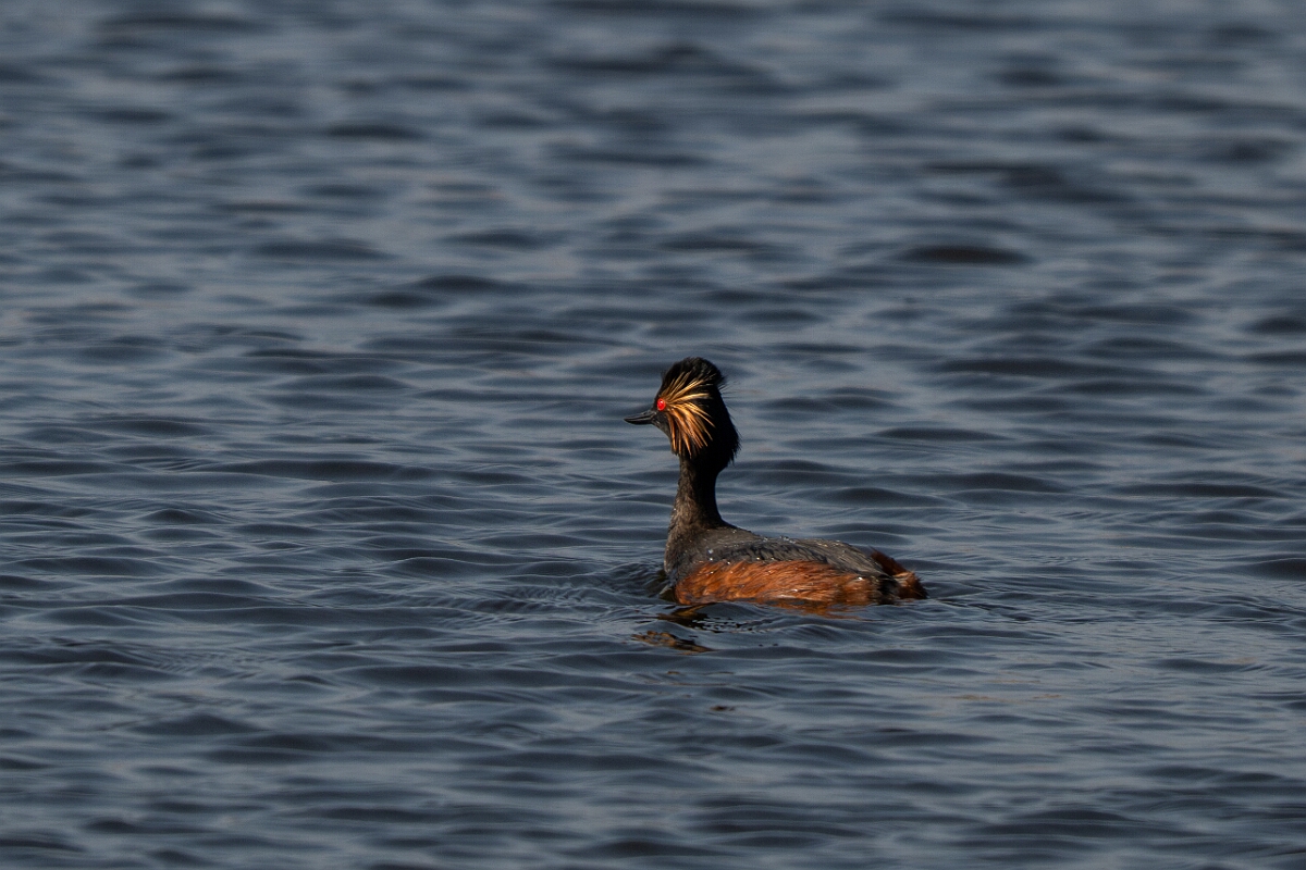 David Plant Photography - Wildlife Photography - Black-necked grebe - Z.jpg - Black-necked grebe, Podiceps nigricollis, summer plumage - West Yorkshire