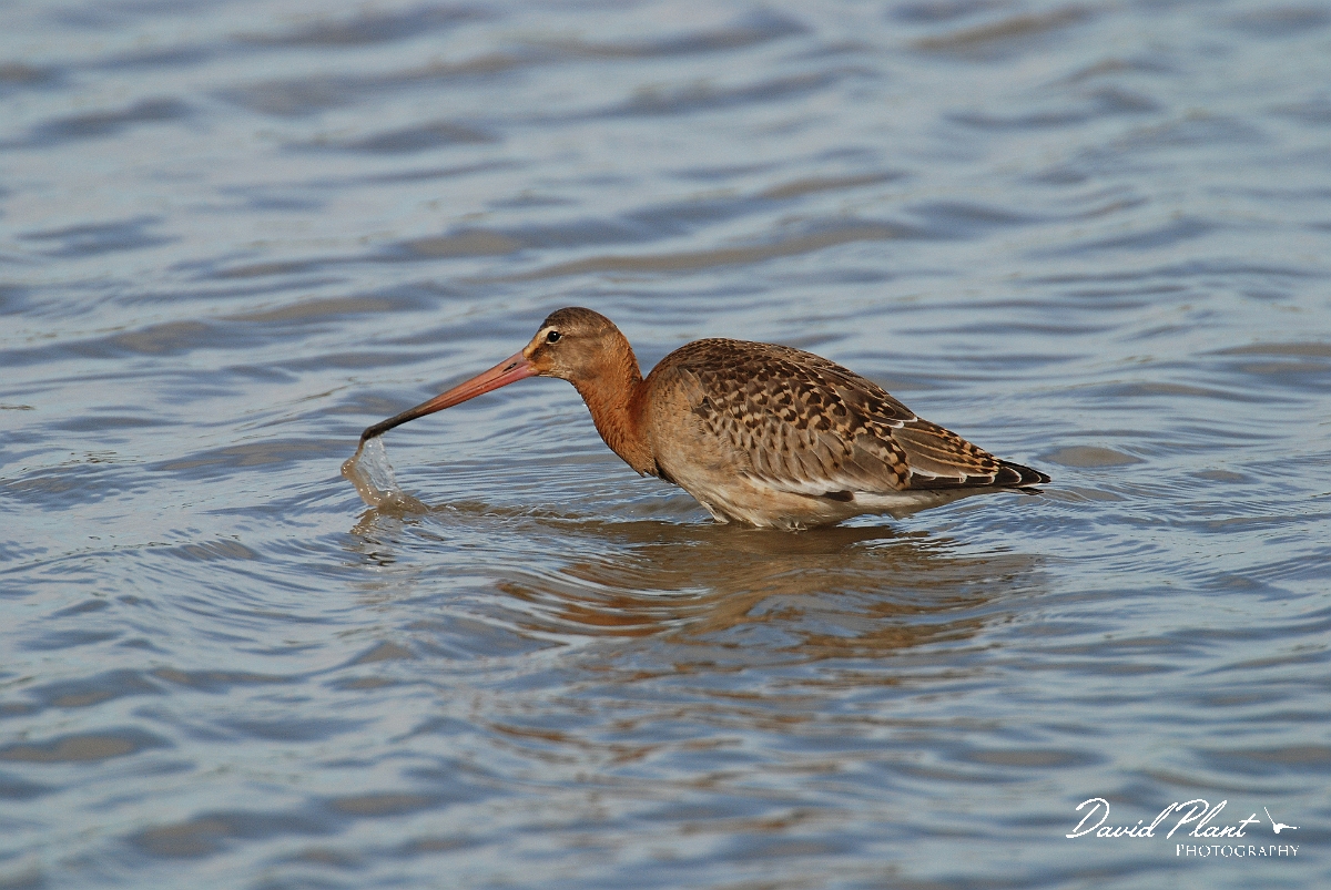 David Plant Photography - Wildlife Photographer - Black-tailed godwit - A.JPG - Black-tailed godwit - Slimbridge