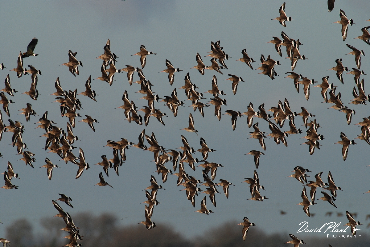 David Plant Photography - Wildlife Photographer - Black-tailed godwit flock - G.JPG - Black-tailed godwit flock - Welney