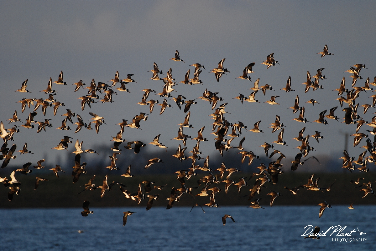 David Plant Photography - Wildlife Photographer - Black-tailed godwit flock - H.JPG - Black-tailed godwit flock - Welney