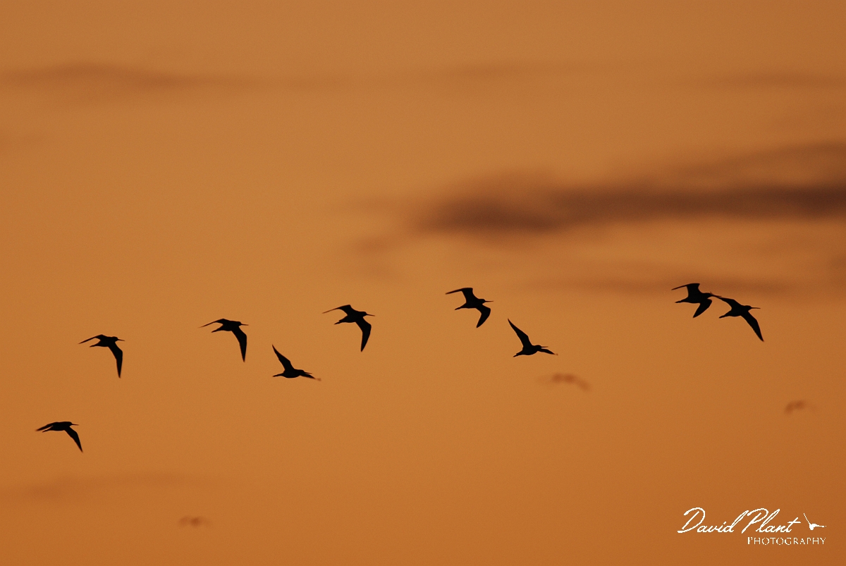 David Plant Photography - Wildlife Photographer - Black-tailed godwit flock at sunset - J.jpg - Black-tailed godwit flock at sunset - Welney