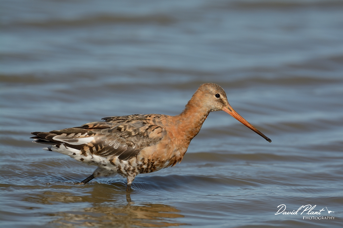 David Plant Photography - Wildlife Photography - Black-tailed godwit - AA.jpg - Black-tailed godwit - Norfolk