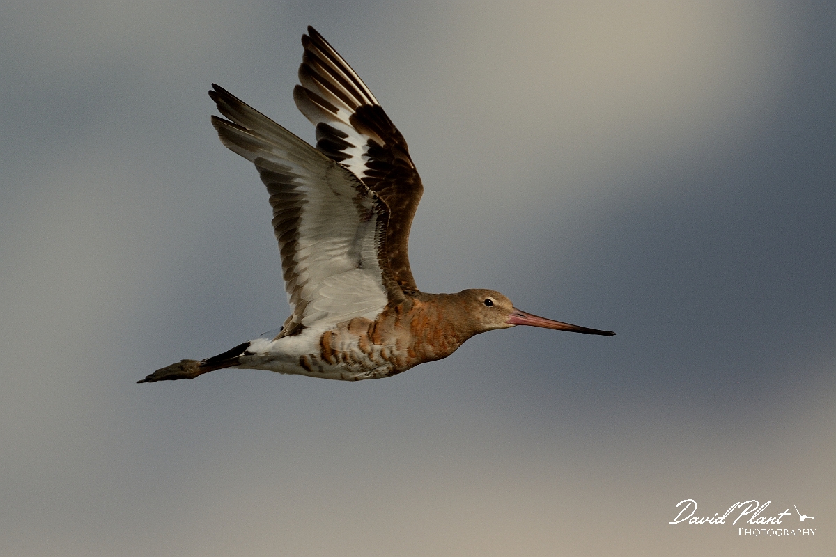 David Plant Photography - Wildlife Photography - Black-tailed godwit - AD.jpg - Black-tailed godwit in flight - Norfolk