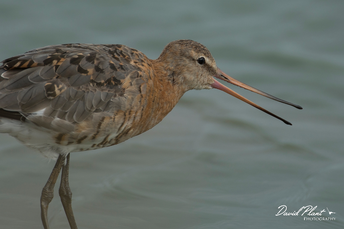 David Plant Photography - Wildlife Photography - Black-tailed godwit - AE.jpg - Black-tailed godwit - Lincolnshire