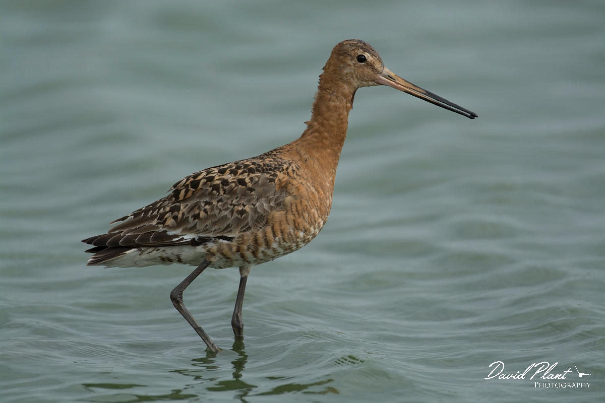 David Plant Photography - Wildlife Photography - Black-tailed godwit - AF.jpg - Black-tailed godwit - Lincolnshire