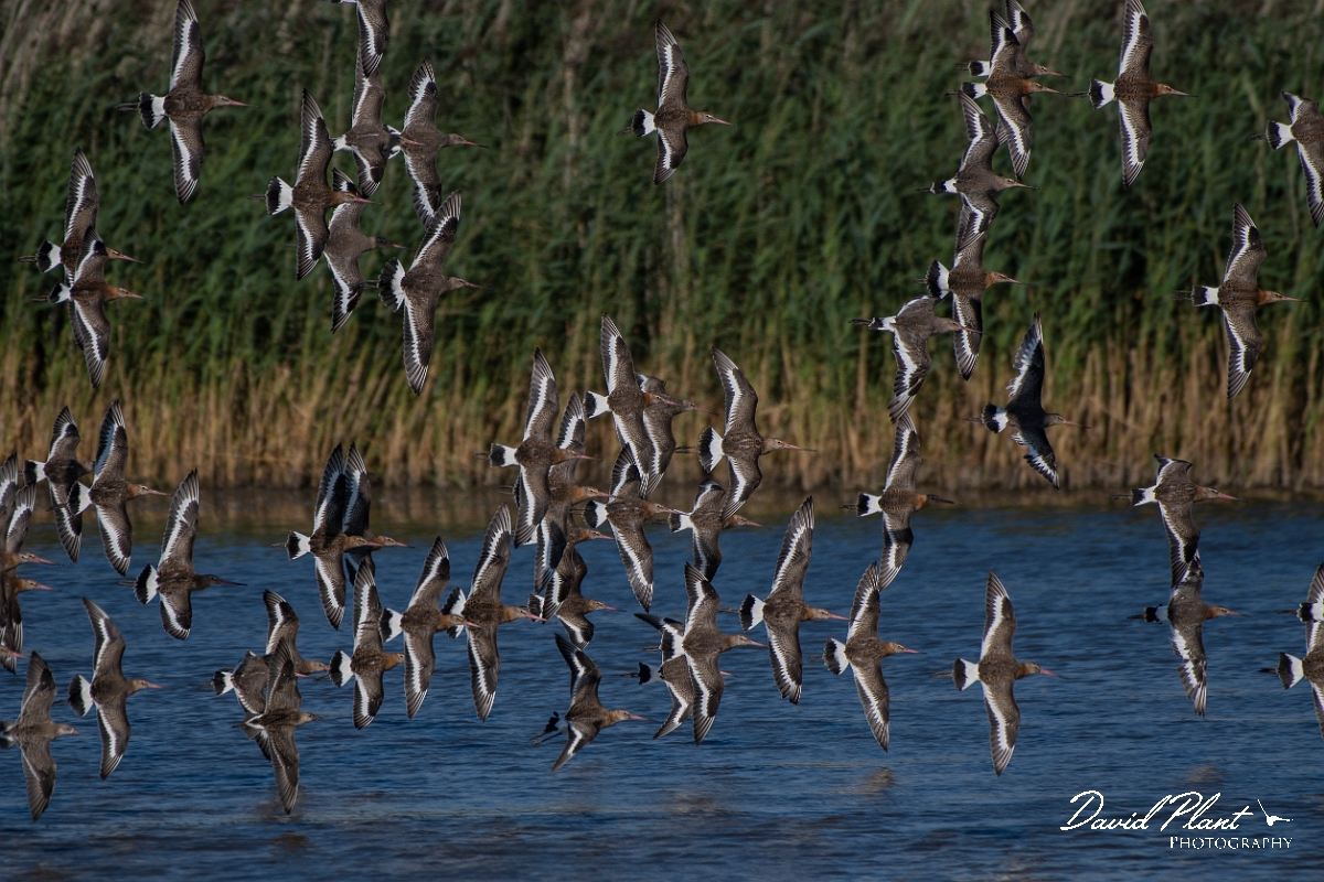 David Plant Photography - Wildlife Photography - Black-tailed godwit - AG.JPG - Black-tailed godwit in flight with ruff - East Riding of Yorkshire