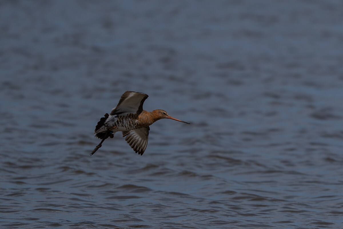 David Plant Photography - Wildlife Photography - Black-tailed godwit - AH.jpg - Black-tailed godwit - Norfolk