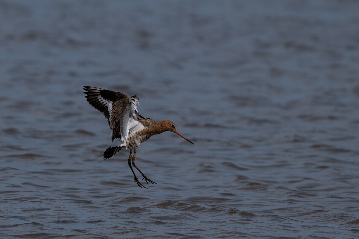 David Plant Photography - Wildlife Photography - Black-tailed godwit - AI.jpg - Black-tailed godwit - Norfolk
