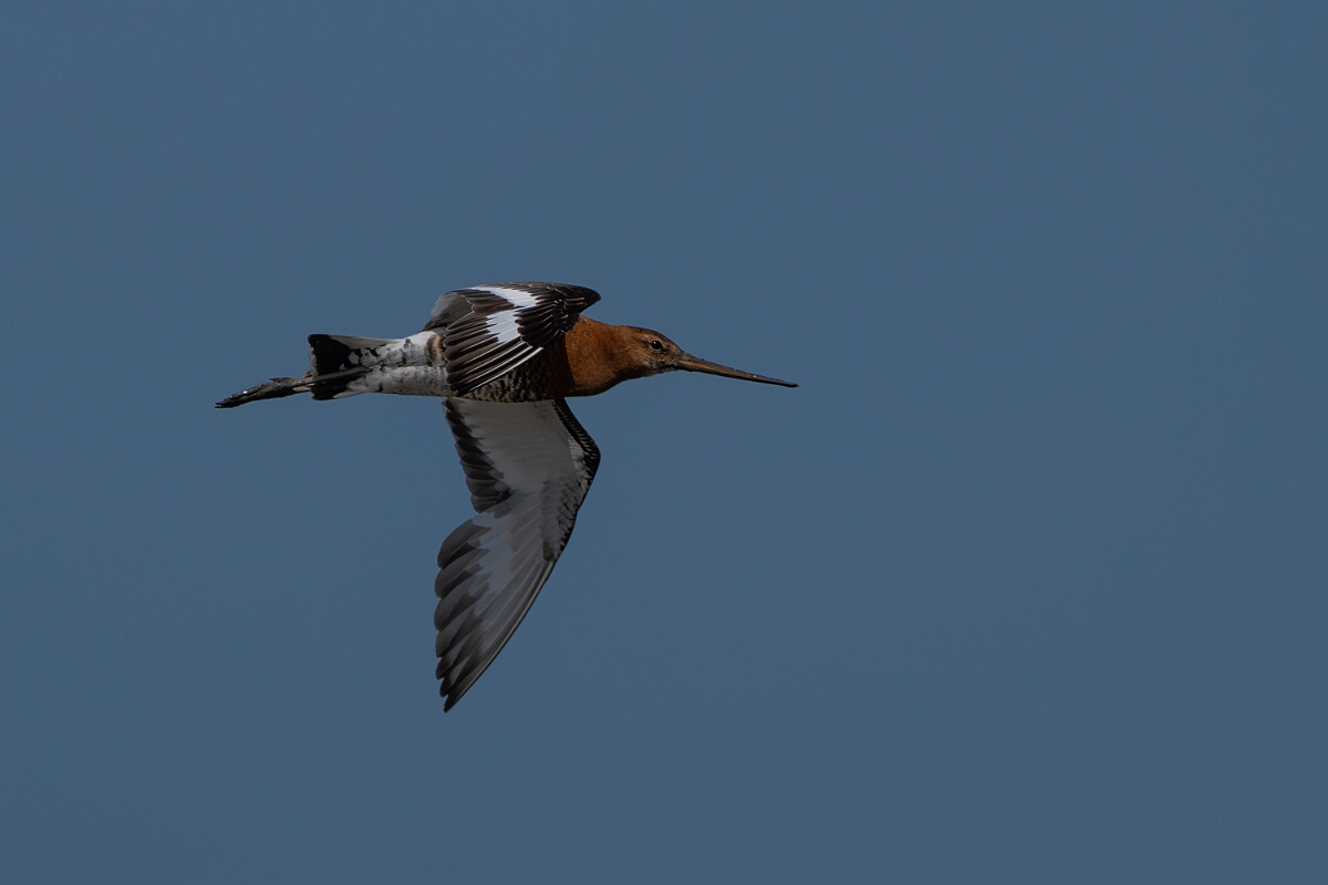 David Plant Photography - Wildlife Photography - Black-tailed godwit - AJ.jpg - Black-tailed godwit - Norfolk