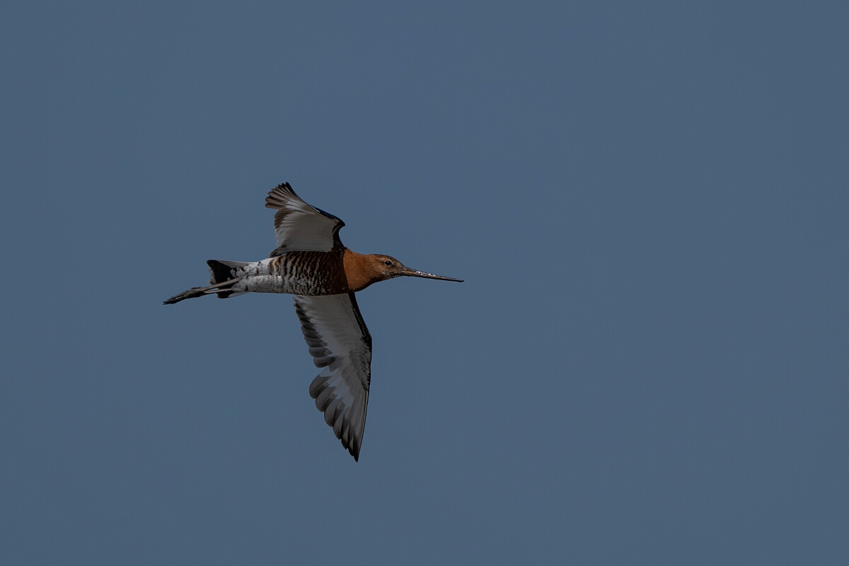 David Plant Photography - Wildlife Photography - Black-tailed godwit - AL.jpg - Black-tailed godwit - Norfolk