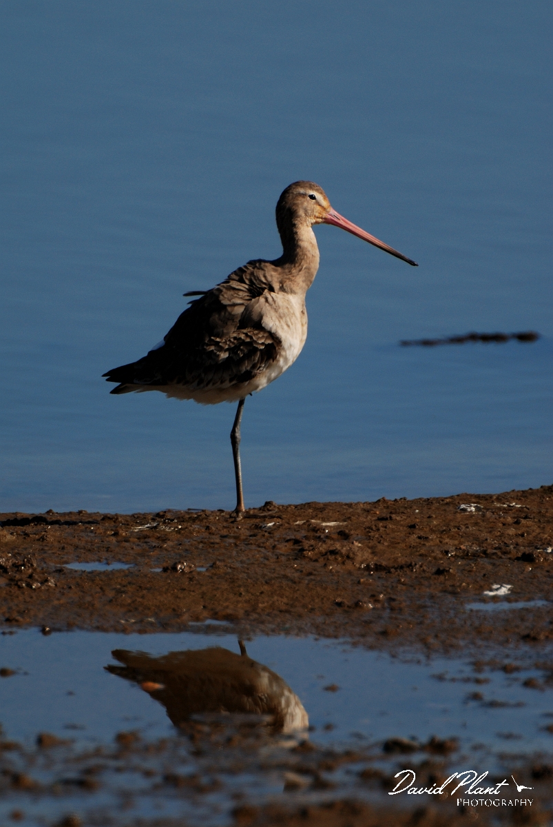 David Plant Photography - Wildlife Photography - Black-tailed godwit - M.jpg - Black-tailed godwit with reflection - Norfolk
