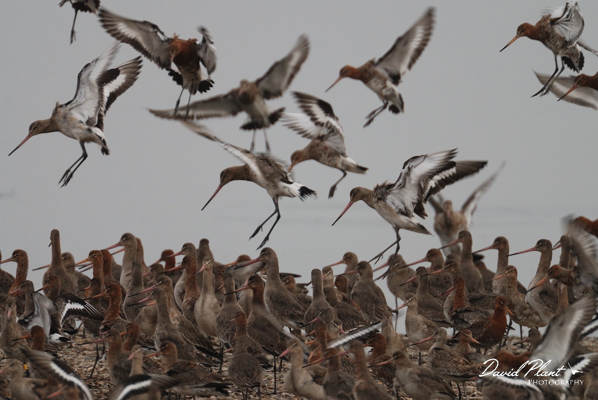 David Plant Photography - Wildlife Photography - Black-tailed godwit - O.jpg - Black-tailed godwit landing in flock - Norfolk